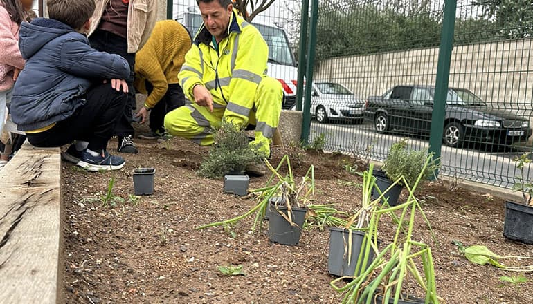 Un chantier écologique à Portiragnes prolongé par un atelier plantations avec les élèves ©EG / Hérault Tribune