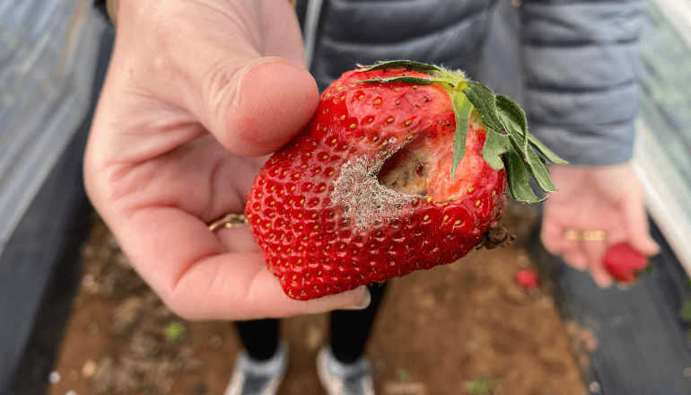 Une fraise a pourri à cause de la pluie à Lansargues, avril 2025 © T.O / Hérault Tribune