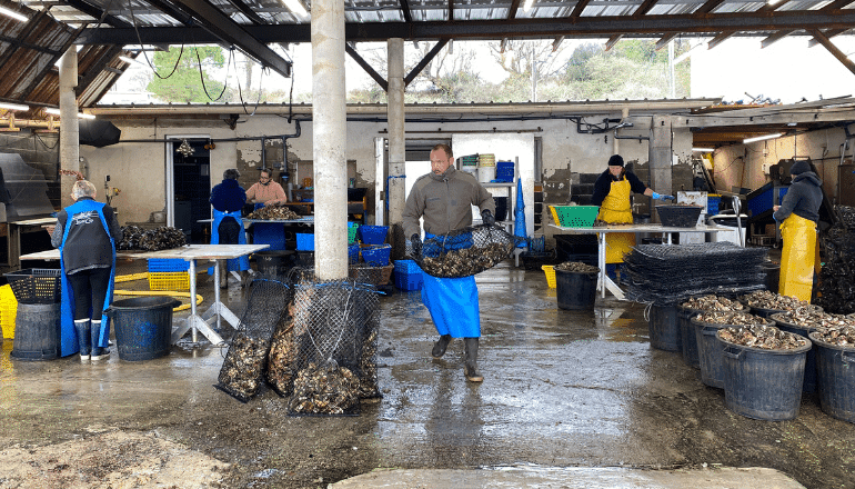 Producteurs d'huîtres à Loupian. © T.O / Hérault Tribune