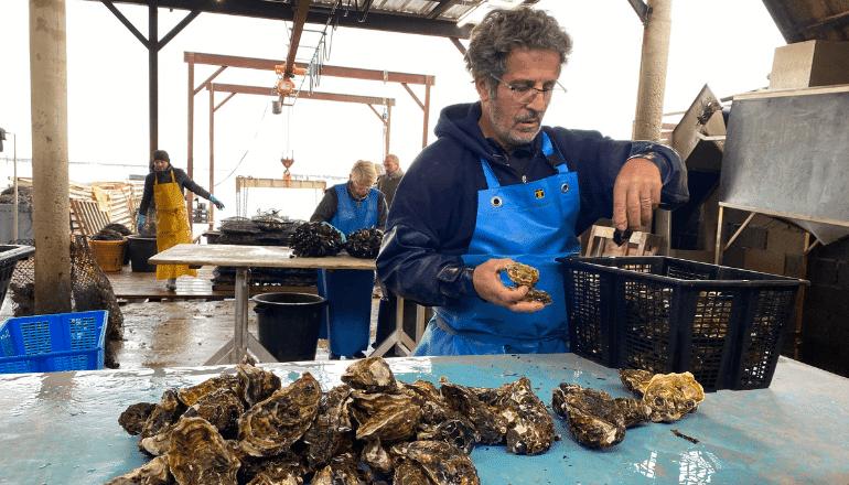Des huîtres sur l'étang de Thau. © T.O / Hérault Tribune