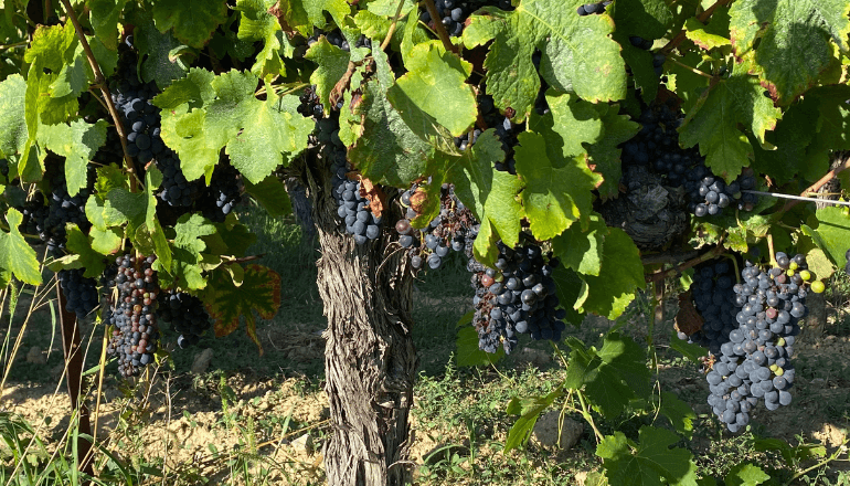 Illustration vigne © Cyril Durand / L’Écho du Languedoc.