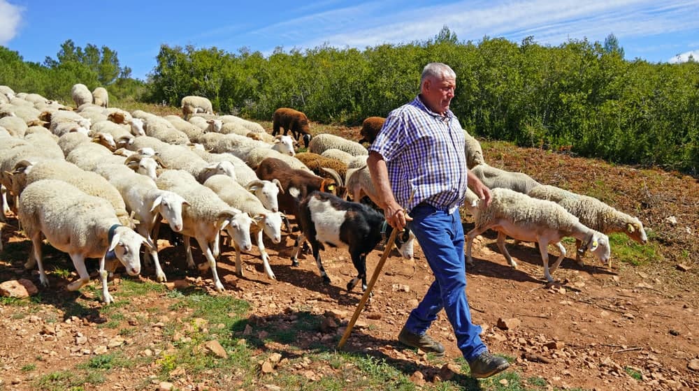 Transhumance ©Mèze