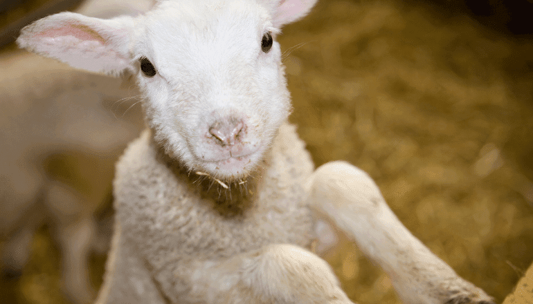 Brebis/Image d'illustration