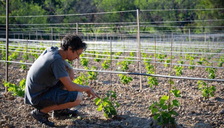 Nicolas Saurin (Inrae) observant l’irrigation de jeunes plants de vigne © Xavier Remongin / Ministère de l’Agriculture.
