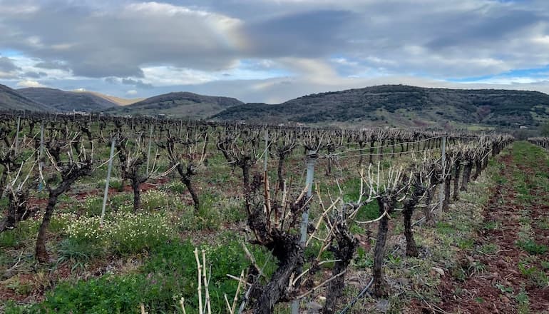 Vigne héraultaise © Louise Brahiti