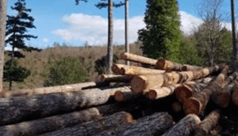 Coupe de bois. © ONF